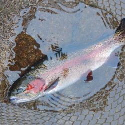 三連休後の平谷で釣りまくる ～平谷湖フィッシングスポット～